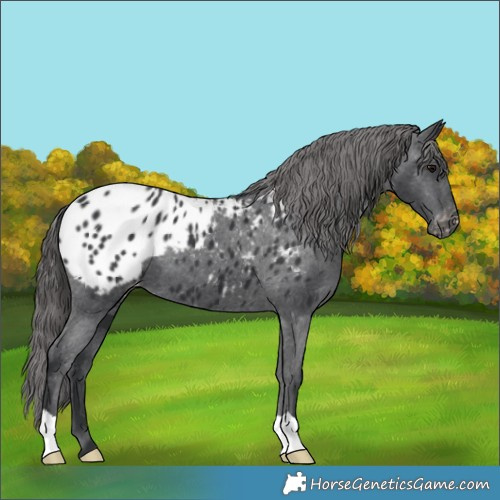 Horse Color:Black Appaloosa 