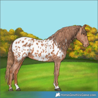 Horse Color:Chestnut Near Leopard