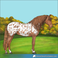 Horse Color:Chestnut Appaloosa 