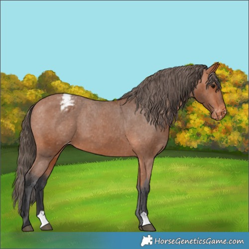 Horse Color:Bay Appaloosa
