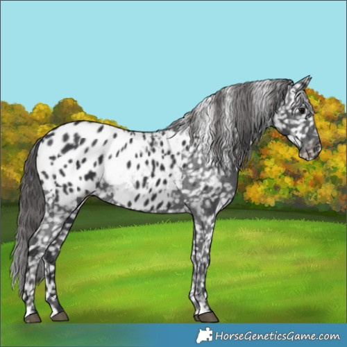 Horse Color:Black Blanket