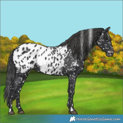 Horse Color:Black Appaloosa 