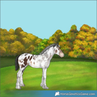 Horse Color:Liver Chestnut Tobiano Appaloosa 