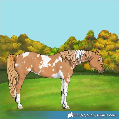 Horse Color:White Spotted Chestnut Tobiano