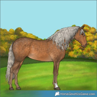 Horse Color:Chocolate Palomino