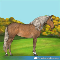 Horse Color:Chocolate Palomino 