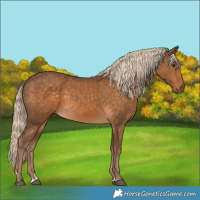 Horse Color:Chocolate Palomino