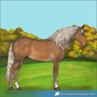 Horse Color:Chocolate Palomino 