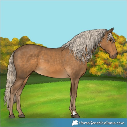 Horse Color:Chocolate Palomino 