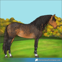 Horse Color:Buckskin 
