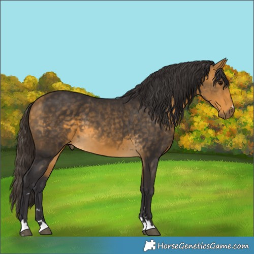 Horse Color:Unknown 