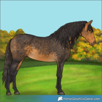 Horse Color:Buckskin 