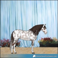 Horse Color:Liver Red Roan Splash Appaloosa Rabicano 