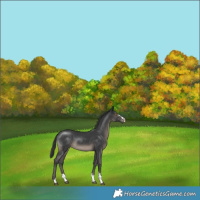 Horse Color:Black Rabicano 