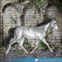 Horse Color:Platinum White Spotted Liver Red Dun Sabino 