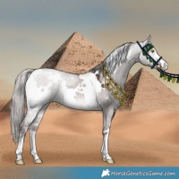 Horse Color:Platinum White Spotted Liver Red Dun 