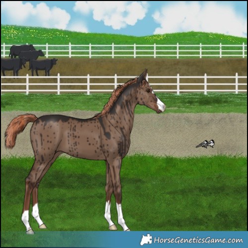 Horse Color:Liver Red Dun Brindle 
