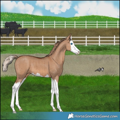 Horse Color:Red Dun Splash Brindle 