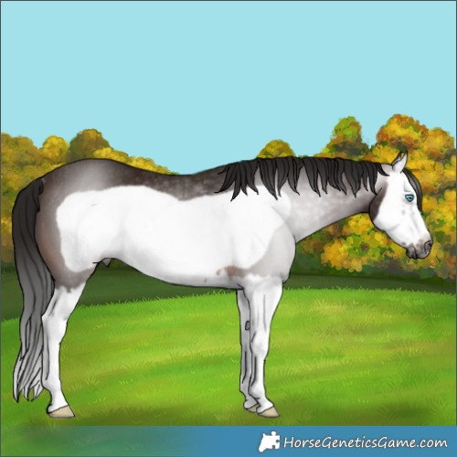 Horse Color:Gray Bay Splash Frame Rabicano 