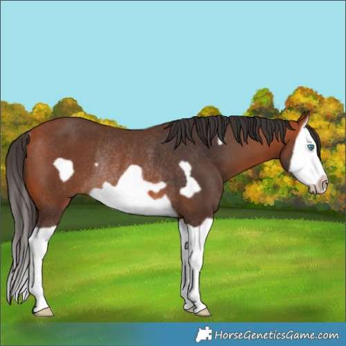 Horse Color:Bay Splash Frame Rabicano 