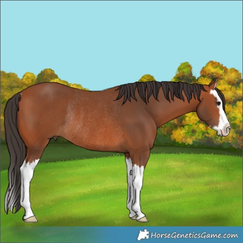 Horse Color:Bay Splash Rabicano 