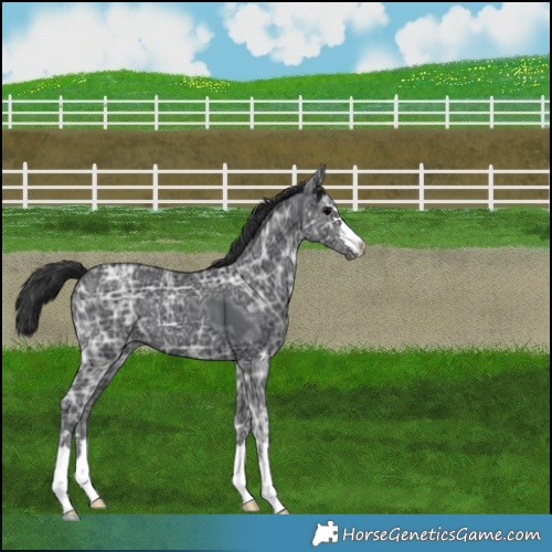 Horse Color:Black Ice Varnish 