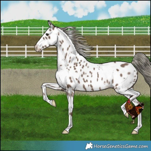 Horse Color:White Spotted Liver Red Dun Mushroom Near Leopard 