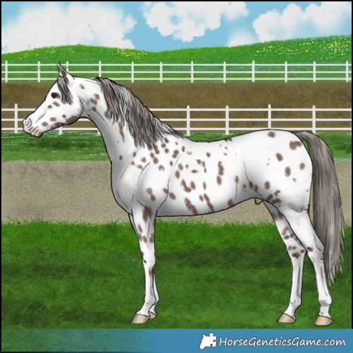 Horse Color:White Spotted Liver Red Dun Mushroom Appaloosa 