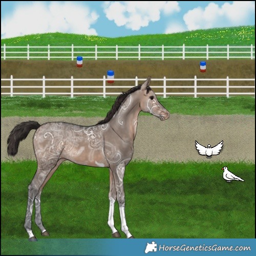 Horse Color:Brown Ice Dun Tobiano Appaloosa 