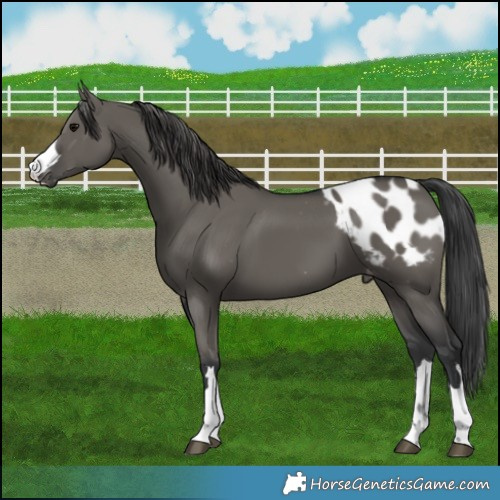 Horse Color:Grullo Appaloosa 