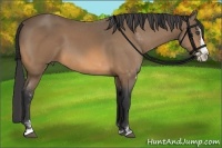 Horse Color:Buckskin Sabino Splash