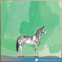 Horse Color:Grullo Sabino