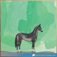 Horse Color:Black Rabicano 