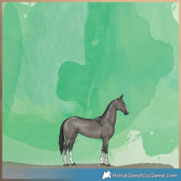 Horse Color:Grullo Sabino Rabicano 