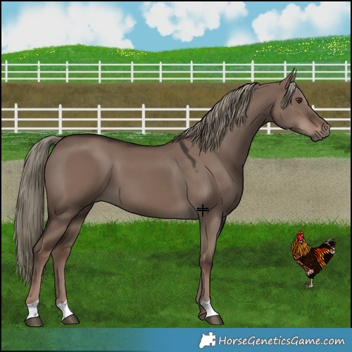 Horse Color:Liver Red Dun Mushroom 
