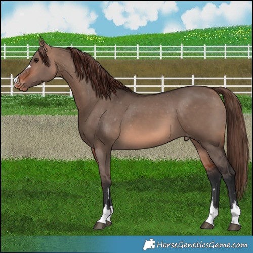 Horse Color:Bay Dun Mushroom Appaloosa 