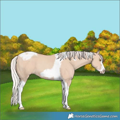 Horse Color:Silver Classic Champagne Dun Tobiano Frame