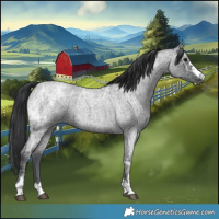 Horse Color:Blue Ice Roan 