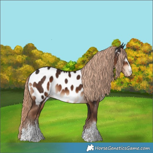 Horse Color:Liver Chestnut Appaloosa 