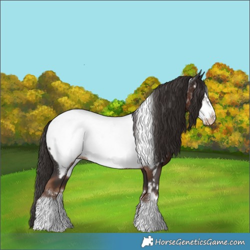 Horse Color:Liver Chestnut Frame Appaloosa 