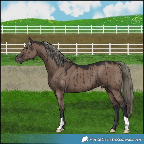 Horse Color:Liver Red Dun Mushroom Appaloosa Brindle 