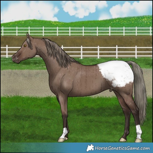 Horse Color:Liver Red Dun Mushroom Appaloosa Brindle 