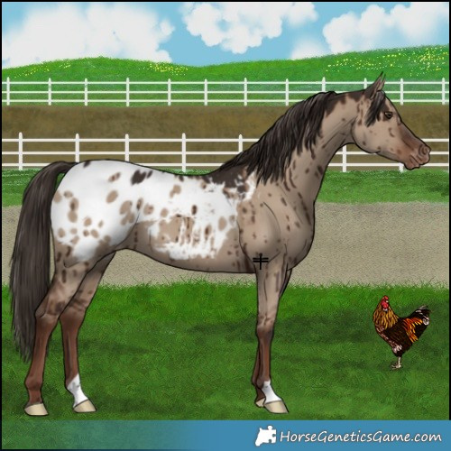 Horse Color:Liver Red Dun Appaloosa Brindle 