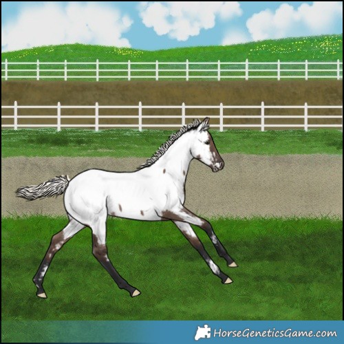 Horse Color:Liver Red Dun Mushroom Appaloosa 