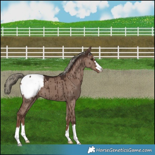 Horse Color:Liver Red Dun Mushroom Appaloosa Brindle