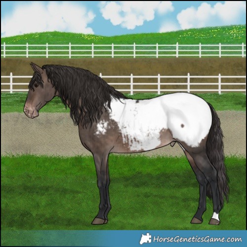 Horse Color:Brown Dun Mushroom Appaloosa Brindle 