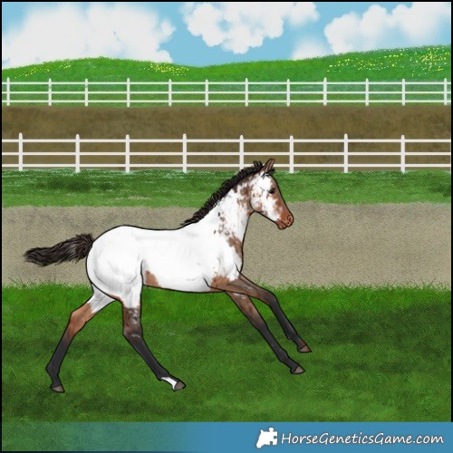 Horse Color:Bay Dun Appaloosa Brindle