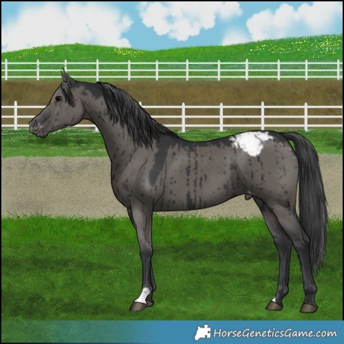 Horse Color:Grullo Appaloosa Brindle 