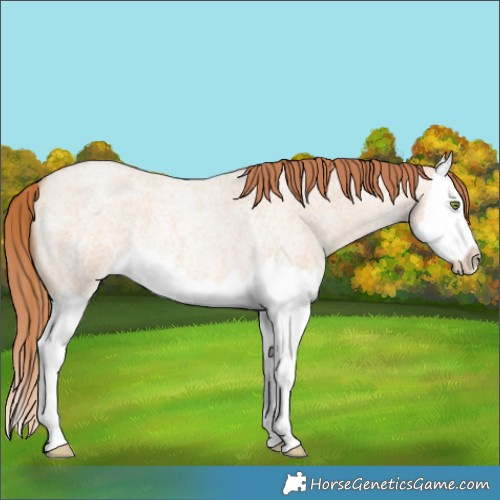 Horse Color:Gold Champagne Roan Dun Splash