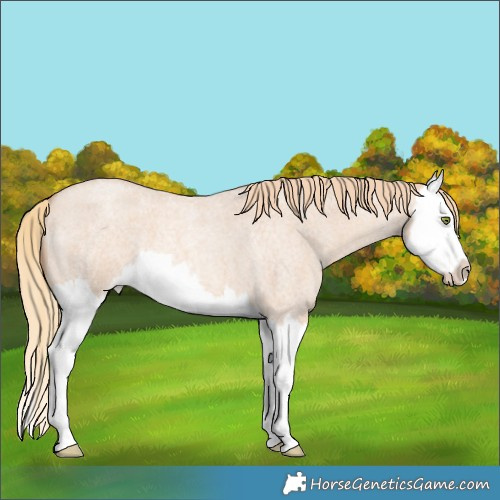 Horse Color:Gold Champagne Roan Dun Splash